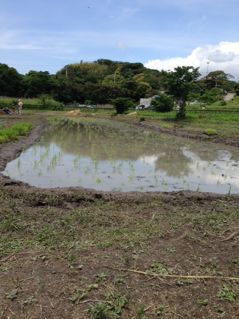 田植え